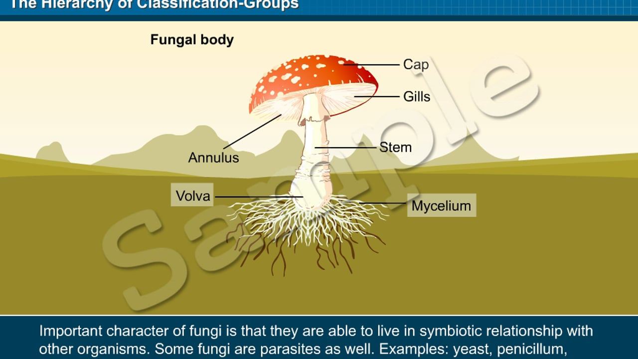 CBSE Interactive Class 9 Science