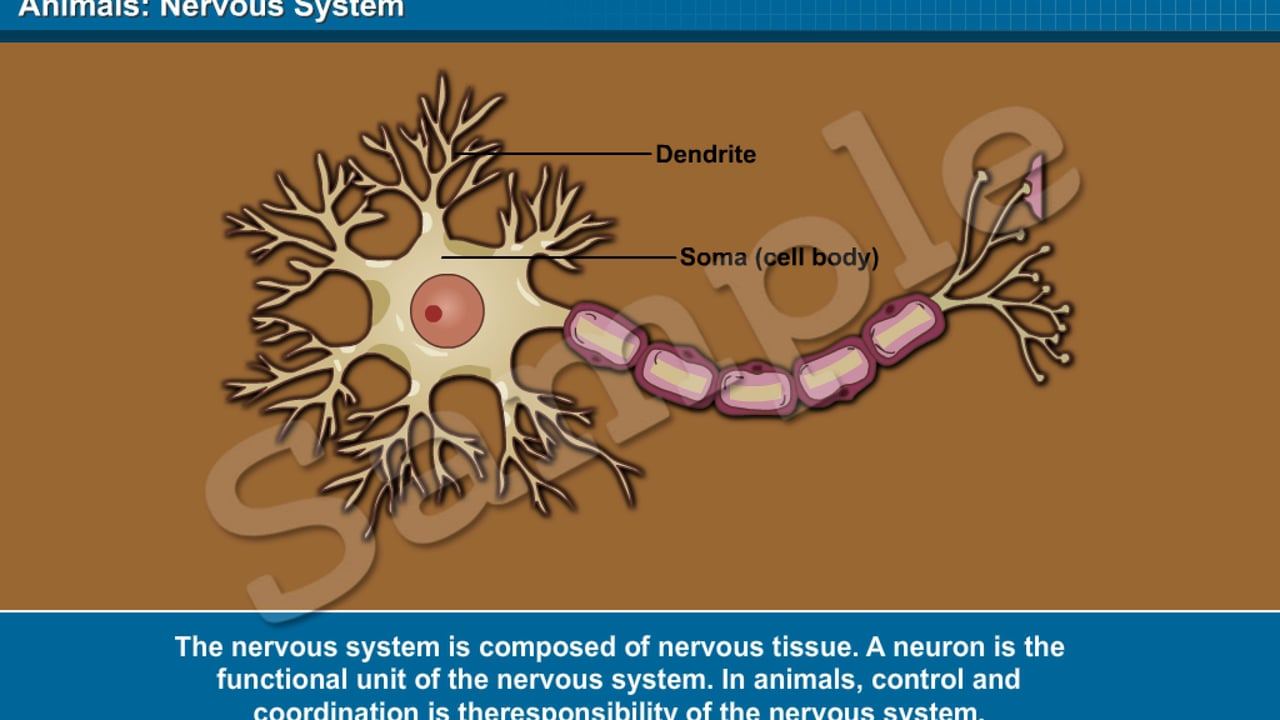 CBSE Interactive Class 10 Science